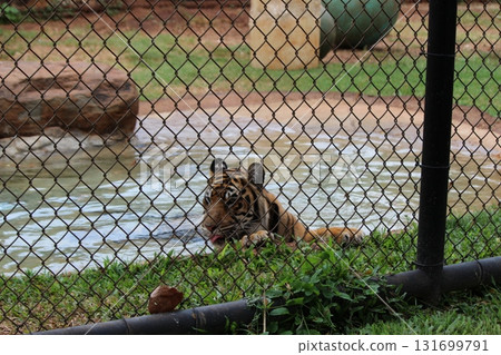 檀香山動物園的老虎 檀香山動物園的老虎 131699791