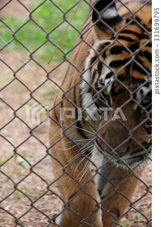 Tigers at the Honolulu Zoo Tigers at the Honolulu Zoo 131699795