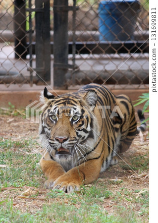 Tigers at the Honolulu Zoo Tigers at the Honolulu Zoo 131699811