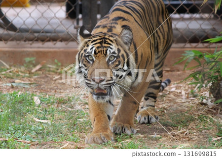 Tigers at the Honolulu Zoo Tigers at the Honolulu Zoo 131699815