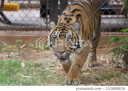 Tigers at the Honolulu Zoo Tigers at the Honolulu Zoo 131699819