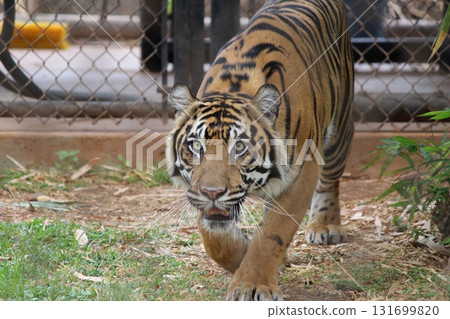 檀香山動物園的老虎 檀香山動物園的老虎 131699820