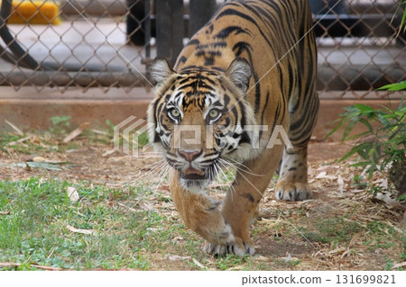檀香山動物園的老虎 131699821