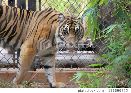 Tigers at the Honolulu Zoo 131699825