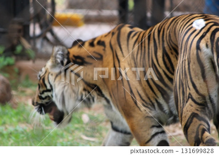 檀香山動物園的老虎 131699828