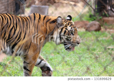 Tigers at the Honolulu Zoo Tigers at the Honolulu Zoo 131699829