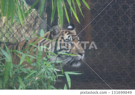Tigers at the Honolulu Zoo Tigers at the Honolulu Zoo 131699849