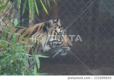 Tigers at the Honolulu Zoo Tigers at the Honolulu Zoo 131699850
