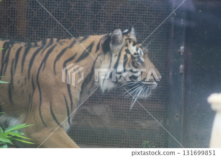 檀香山動物園的老虎 131699851