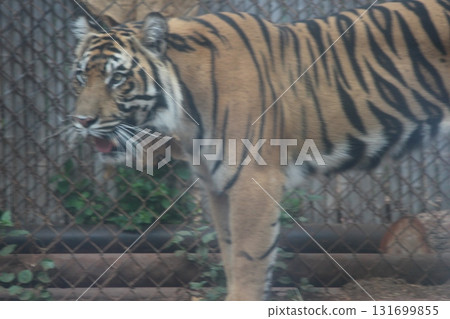 檀香山動物園的老虎 131699855