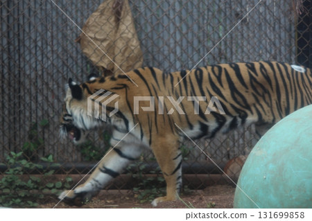 Tigers at the Honolulu Zoo Tigers at the Honolulu Zoo 131699858