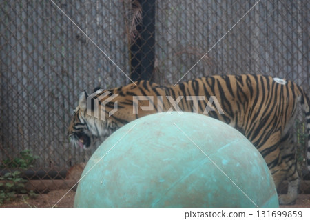 Tigers at the Honolulu Zoo Tigers at the Honolulu Zoo 131699859