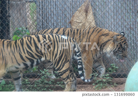 檀香山動物園的老虎 檀香山動物園的老虎 131699860
