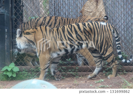Tigers at the Honolulu Zoo 131699862