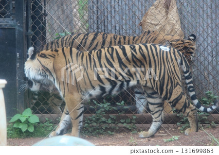 Tigers at the Honolulu Zoo 131699863
