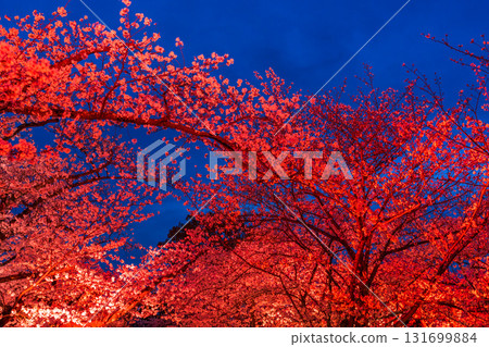 <Fukuoka Prefecture> Maizuru Park - Illuminated cherry blossoms in full bloom <Fukuoka Prefecture> Maizuru Park - Illuminated cherry blossoms in full bloom 131699884