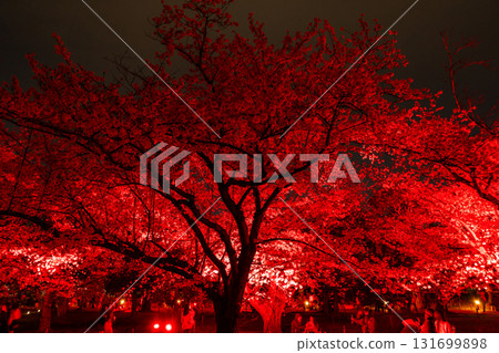 <福岡縣>舞鶴公園～點燈櫻花盛開 131699898