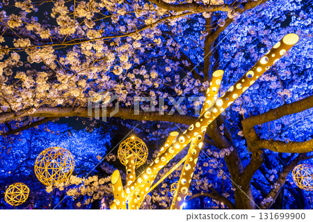 <Fukuoka Prefecture> Maizuru Park - Illuminated cherry blossoms in full bloom <Fukuoka Prefecture> Maizuru Park - Illuminated cherry blossoms in full bloom 131699900