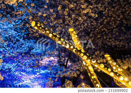 <Fukuoka Prefecture> Maizuru Park - Illuminated cherry blossoms in full bloom <Fukuoka Prefecture> Maizuru Park - Illuminated cherry blossoms in full bloom 131699902