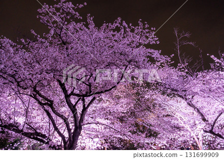 <福岡縣>舞鶴公園～點燈櫻花盛開 131699909