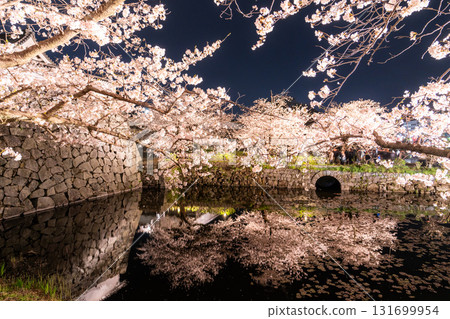 <Fukuoka Prefecture> Maizuru Park - Illuminated cherry blossoms in full bloom 131699954