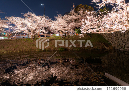 <Fukuoka Prefecture> Maizuru Park - Illuminated cherry blossoms in full bloom 131699966