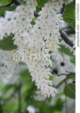 Styrax obassia in full bloom Styrax obassia in full bloom 131700028