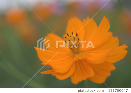 波斯菊田裡，一排排盛開的黃色波斯菊 131700047