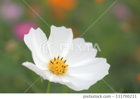 White cosmos create a dignified atmosphere among the colorful cosmos fields White cosmos create a dignified atmosphere among the colorful cosmos fields 131700231