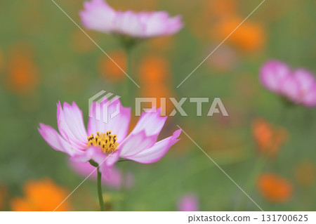粉紅色波斯菊在黃色波斯菊中綻放 粉紅色波斯菊在黃色波斯菊中綻放 131700625