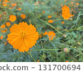 東京都府中市 橙色大波斯菊和秋菊 [10月] 131700694