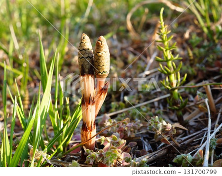 Horsetails heralding the arrival of spring on the banks of the Arakawa River 131700799