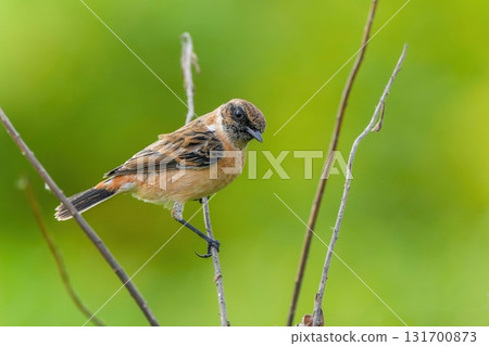 大雄男性在綠色背景下坐在他最喜歡的樹枝上放鬆 131700873