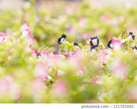 Small blue melon flower Small blue melon flower 131701092