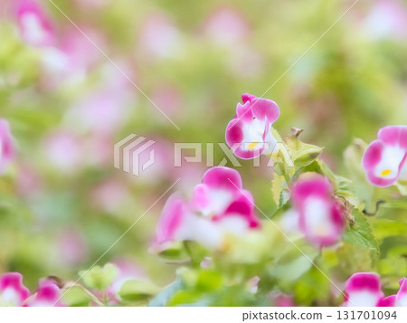 Cute pink melon flower Cute pink melon flower 131701094