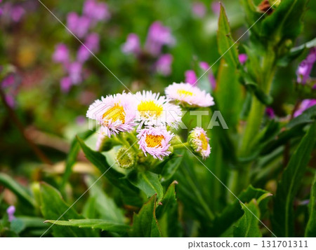 春天荒川河畔盛開的蒲公英 131701311