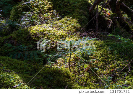 Sakuho Town, Koumi Town, Minamisaku District, Nagano Prefecture, October, Yatsugatake Shirakomi Pond, Moss Forest, Young buds Sakuho Town, Koumi Town, Minamisaku District, Nagano Prefecture, October, Yatsugatake Shirakomi Pond, Moss Forest, Young buds 131701721