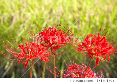Cluster amaryllis 131701793