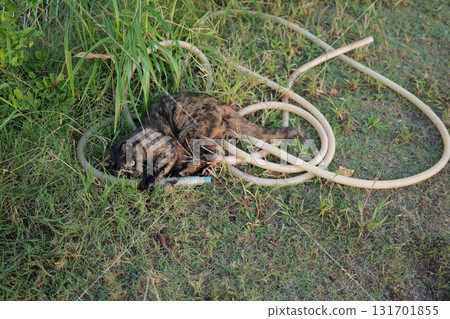 生鏽的貓在廣場上玩耍 生鏽的貓在廣場上玩耍 131701855