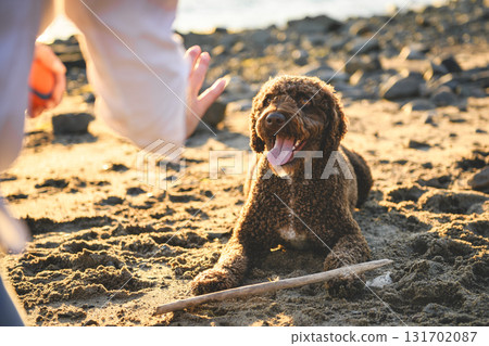 Portrait of one brown portuguese water dog outdoors on the beach Portrait of one brown portuguese water dog outdoors on the beach 131702087