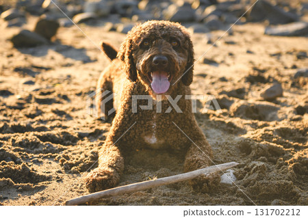 Portrait of one brown portuguese water dog outdoors on the beach with stick 131702212