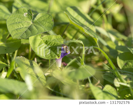 A yellow-spotted hoverfly resting on a morning glory in a field 131702576