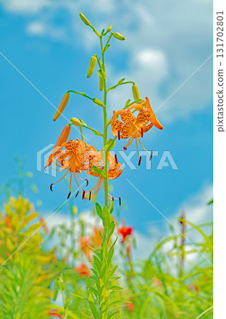 房子周圍的花朵,各種季節的變化,初夏的甦醒,在里山的樹蔭下盛開的橙色虎百合 房子周圍的花朵,各種季節的變化,初夏的甦醒,在里山的樹蔭下盛開的橙色虎百合 131702801