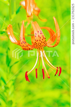 Flowers around the house, various seasonal changes, early summer awakening, orange tiger lilies blooming in the shade of the trees in the Satoyama. 131702825