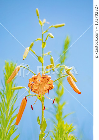 Flowers around the house, various seasonal changes, early summer awakening, orange tiger lilies blooming in the shade of the trees in the Satoyama. 131702827