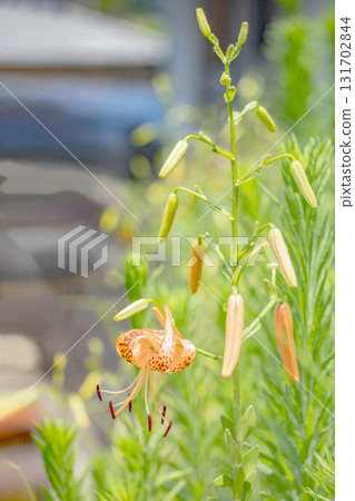Flowers around the house, various seasonal changes, early summer awakening, orange tiger lilies blooming in the shade of the trees in the Satoyama. 131702844