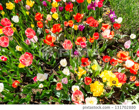 Spring in full bloom: Colorful and fun tulip fields in full bloom Spring in full bloom: Colorful and fun tulip fields in full bloom 131702880