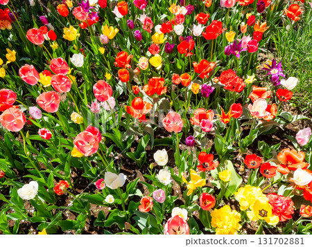 Spring in full bloom: Colorful and fun tulip fields in full bloom Spring in full bloom: Colorful and fun tulip fields in full bloom 131702881