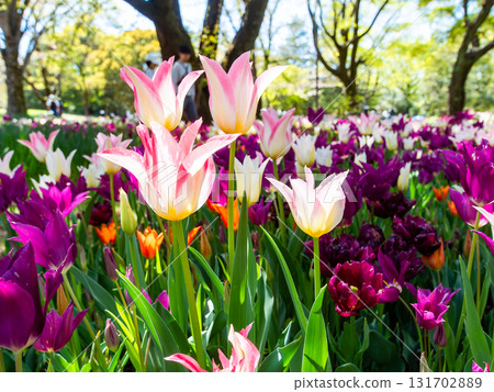 Spring in full bloom: Colorful and fun tulip fields in full bloom Spring in full bloom: Colorful and fun tulip fields in full bloom 131702889