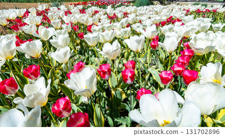 Spring in full bloom: Colorful and fun tulip fields in full bloom Spring in full bloom: Colorful and fun tulip fields in full bloom 131702896
